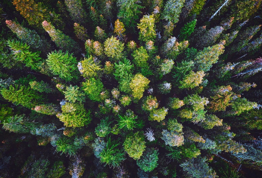 Частный лес
