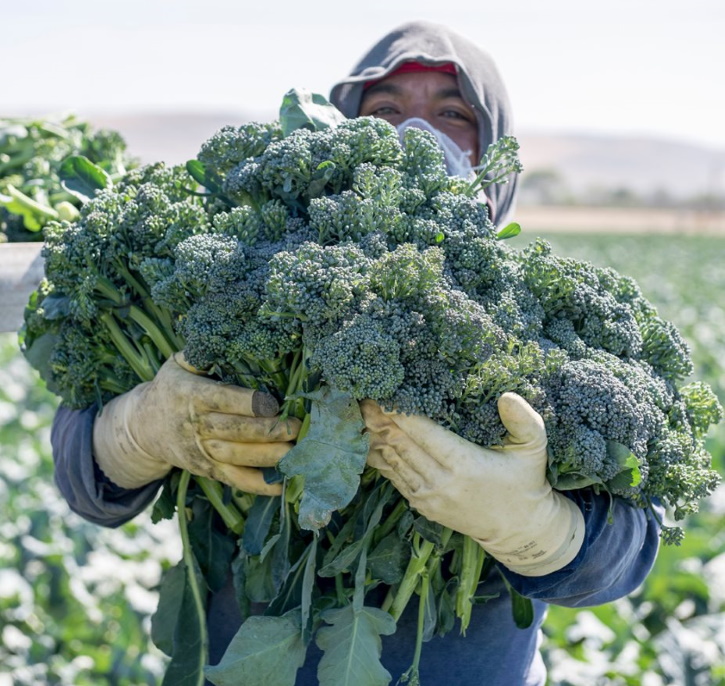 We love broccolette, a cross between broccoli and a type of Chinese kale called gai lan. 🥦