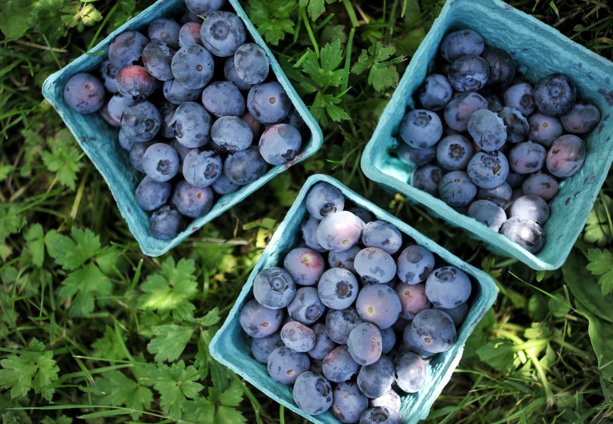 It's officially raspberry and blueberry season is here at the Cascadian Home Farm!