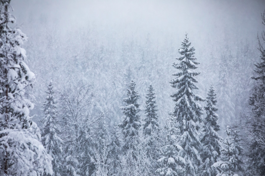 Sweden consists of 70% forest land. 75% are managed, but only 1% of the forest is harvested each year. In the last 100 years the Swedish forest volume has doubled.